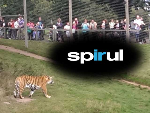 The Spirul logo set over a photo of a tiger being admired by an audience at a wildlife park.